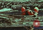 Image of survival techniques Philippines, 1968, second 35 stock footage video 65675072409