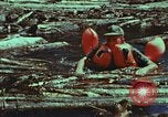 Image of survival techniques Philippines, 1968, second 37 stock footage video 65675072409