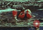 Image of survival techniques Philippines, 1968, second 41 stock footage video 65675072409