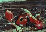 Image of survival techniques Philippines, 1968, second 49 stock footage video 65675072409
