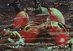 Image of survival techniques Philippines, 1968, second 52 stock footage video 65675072409