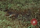 Image of jungle animals and fish Philippines, 1968, second 3 stock footage video 65675072410