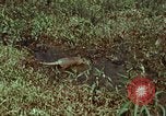 Image of jungle animals and fish Philippines, 1968, second 4 stock footage video 65675072410
