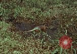 Image of jungle animals and fish Philippines, 1968, second 5 stock footage video 65675072410
