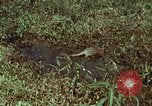 Image of jungle animals and fish Philippines, 1968, second 6 stock footage video 65675072410