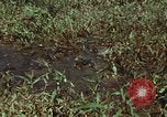 Image of jungle animals and fish Philippines, 1968, second 7 stock footage video 65675072410