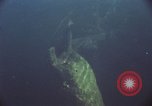 Image of jungle animals and fish Philippines, 1968, second 8 stock footage video 65675072410