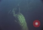 Image of jungle animals and fish Philippines, 1968, second 10 stock footage video 65675072410