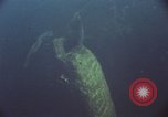 Image of jungle animals and fish Philippines, 1968, second 11 stock footage video 65675072410