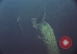 Image of jungle animals and fish Philippines, 1968, second 13 stock footage video 65675072410