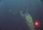 Image of jungle animals and fish Philippines, 1968, second 14 stock footage video 65675072410
