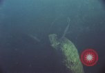 Image of jungle animals and fish Philippines, 1968, second 15 stock footage video 65675072410