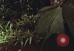 Image of jungle animals and fish Philippines, 1968, second 16 stock footage video 65675072410