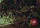 Image of jungle animals and fish Philippines, 1968, second 18 stock footage video 65675072410