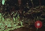 Image of jungle animals and fish Philippines, 1968, second 19 stock footage video 65675072410