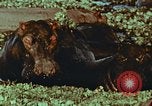 Image of jungle animals and fish Philippines, 1968, second 20 stock footage video 65675072410