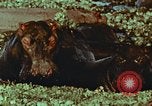 Image of jungle animals and fish Philippines, 1968, second 21 stock footage video 65675072410