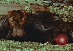 Image of jungle animals and fish Philippines, 1968, second 22 stock footage video 65675072410