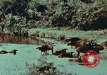 Image of jungle animals and fish Philippines, 1968, second 27 stock footage video 65675072410