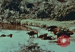 Image of jungle animals and fish Philippines, 1968, second 28 stock footage video 65675072410