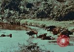 Image of jungle animals and fish Philippines, 1968, second 29 stock footage video 65675072410