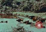 Image of jungle animals and fish Philippines, 1968, second 30 stock footage video 65675072410