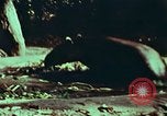 Image of jungle animals and fish Philippines, 1968, second 31 stock footage video 65675072410