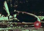 Image of jungle animals and fish Philippines, 1968, second 32 stock footage video 65675072410