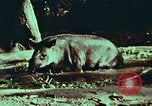 Image of jungle animals and fish Philippines, 1968, second 33 stock footage video 65675072410