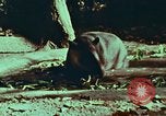 Image of jungle animals and fish Philippines, 1968, second 34 stock footage video 65675072410