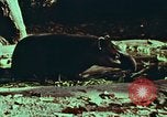 Image of jungle animals and fish Philippines, 1968, second 35 stock footage video 65675072410