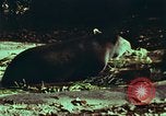 Image of jungle animals and fish Philippines, 1968, second 36 stock footage video 65675072410