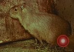 Image of jungle animals and fish Philippines, 1968, second 37 stock footage video 65675072410