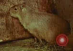 Image of jungle animals and fish Philippines, 1968, second 38 stock footage video 65675072410
