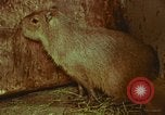 Image of jungle animals and fish Philippines, 1968, second 39 stock footage video 65675072410