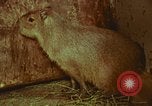Image of jungle animals and fish Philippines, 1968, second 40 stock footage video 65675072410
