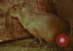 Image of jungle animals and fish Philippines, 1968, second 41 stock footage video 65675072410