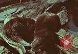 Image of jungle animals and fish Philippines, 1968, second 42 stock footage video 65675072410