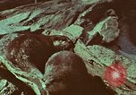 Image of jungle animals and fish Philippines, 1968, second 43 stock footage video 65675072410