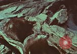 Image of jungle animals and fish Philippines, 1968, second 44 stock footage video 65675072410