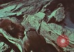 Image of jungle animals and fish Philippines, 1968, second 45 stock footage video 65675072410