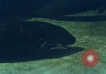 Image of jungle animals and fish Philippines, 1968, second 46 stock footage video 65675072410