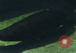 Image of jungle animals and fish Philippines, 1968, second 49 stock footage video 65675072410