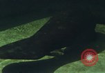 Image of jungle animals and fish Philippines, 1968, second 50 stock footage video 65675072410