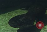 Image of jungle animals and fish Philippines, 1968, second 51 stock footage video 65675072410