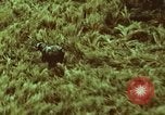 Image of jungle animals and fish Philippines, 1968, second 52 stock footage video 65675072410