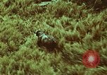 Image of jungle animals and fish Philippines, 1968, second 53 stock footage video 65675072410