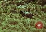 Image of jungle animals and fish Philippines, 1968, second 54 stock footage video 65675072410