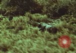 Image of jungle animals and fish Philippines, 1968, second 55 stock footage video 65675072410