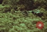 Image of jungle animals and fish Philippines, 1968, second 56 stock footage video 65675072410